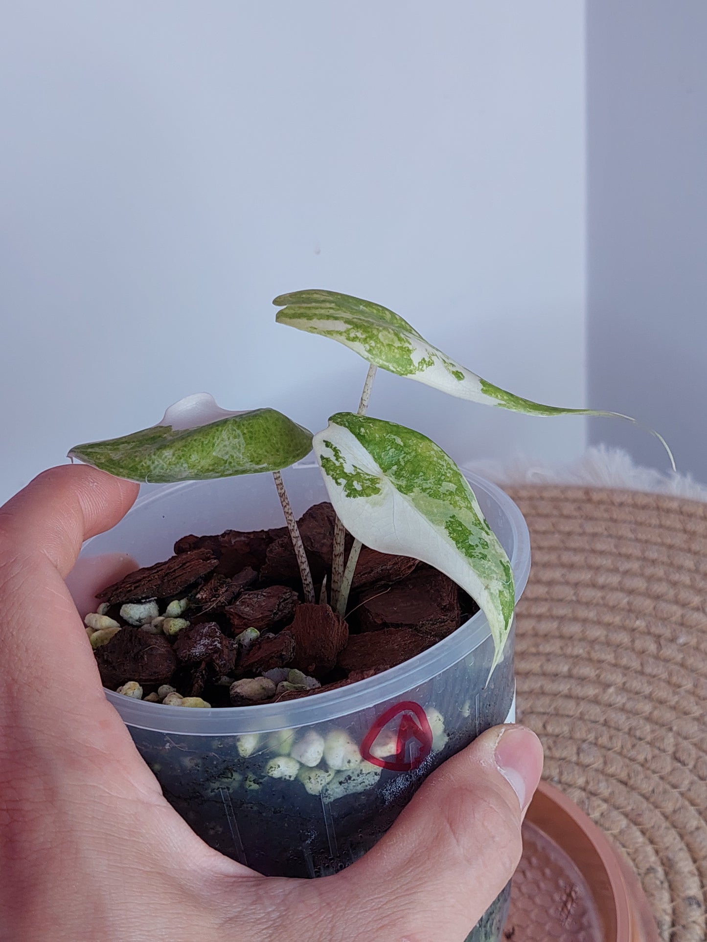 Alocasia Sarian Variegated - A