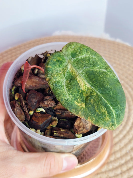 Anthurium Forgetii x Variegated - A
