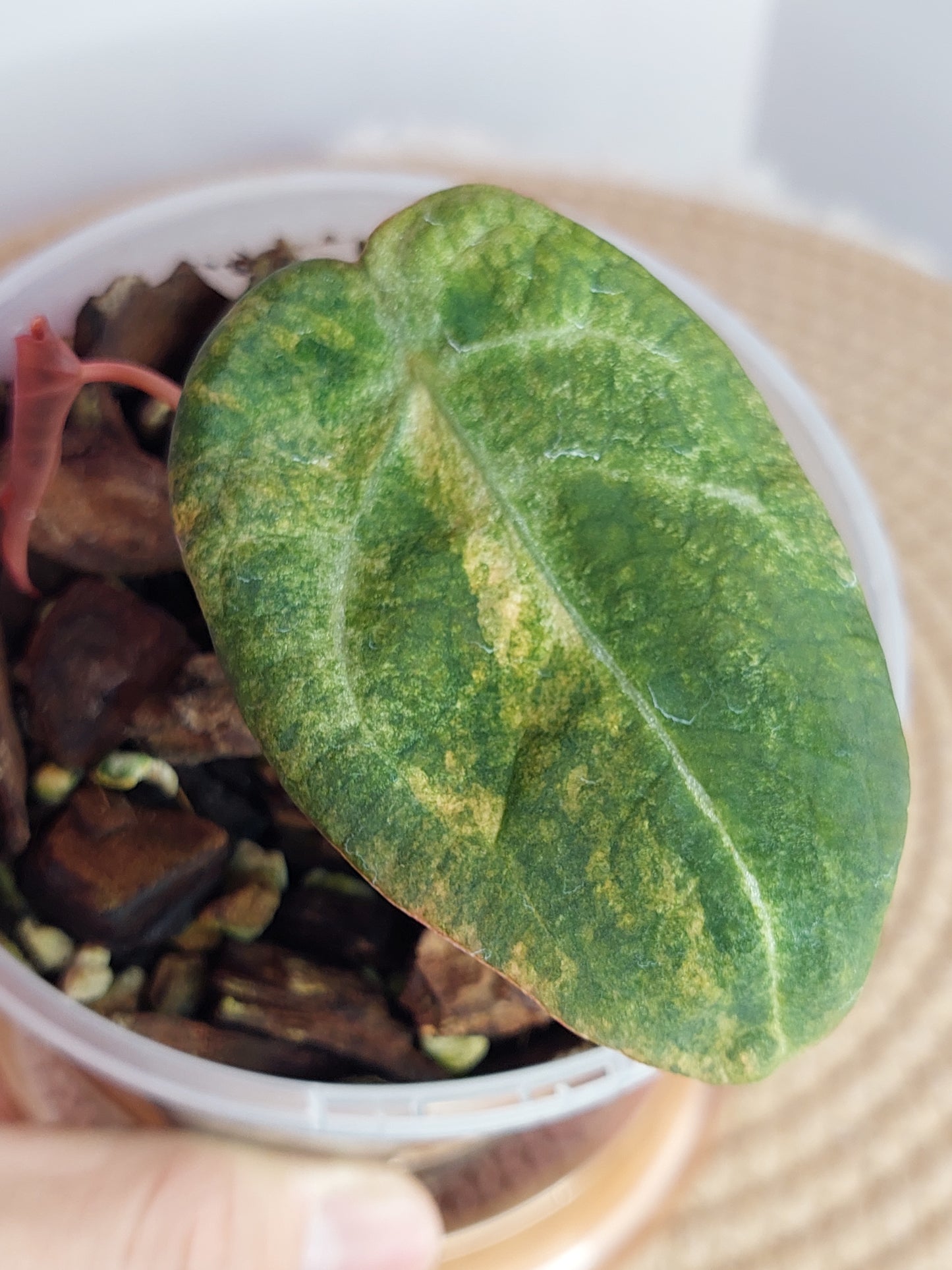 Anthurium Forgetii x Variegated - A