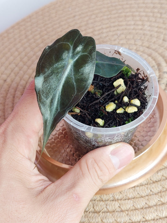 Alocasia Venom #A (LAST ONE)