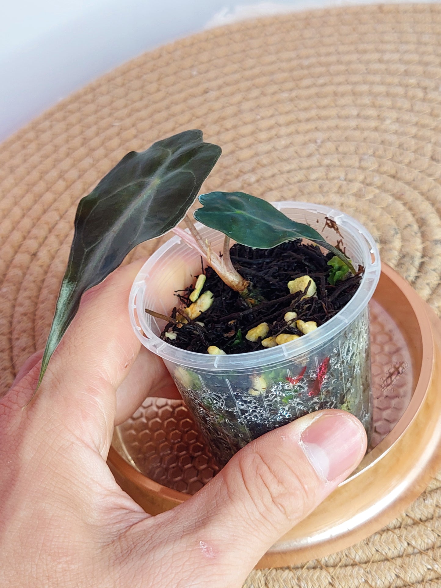 Alocasia Venom #A (LAST ONE)