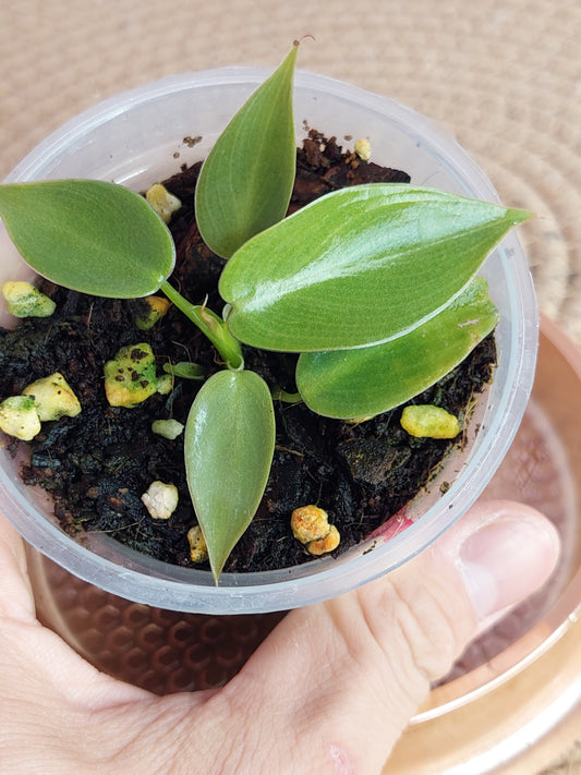 Philodendron Spiritus Sancti - A