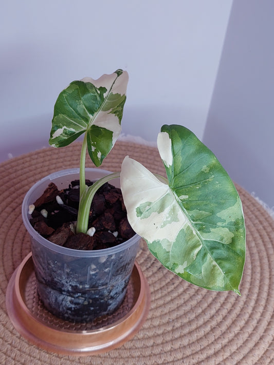 Alocasia Macrorrhiza Variegated - A