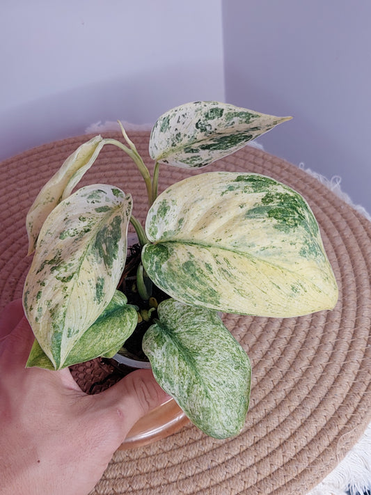 Scindapsus Creme Brulee Variegated - A