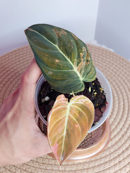 Philodendron Melanochrysum Variegated - B