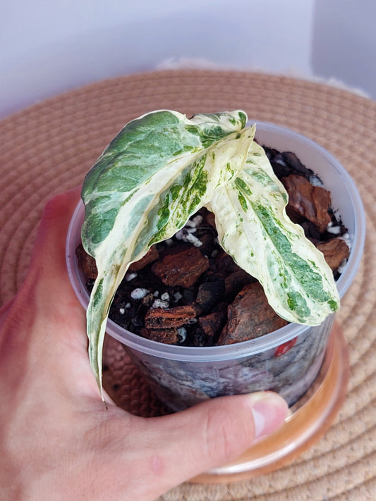 Amydrium Zippelianum Variegated - A