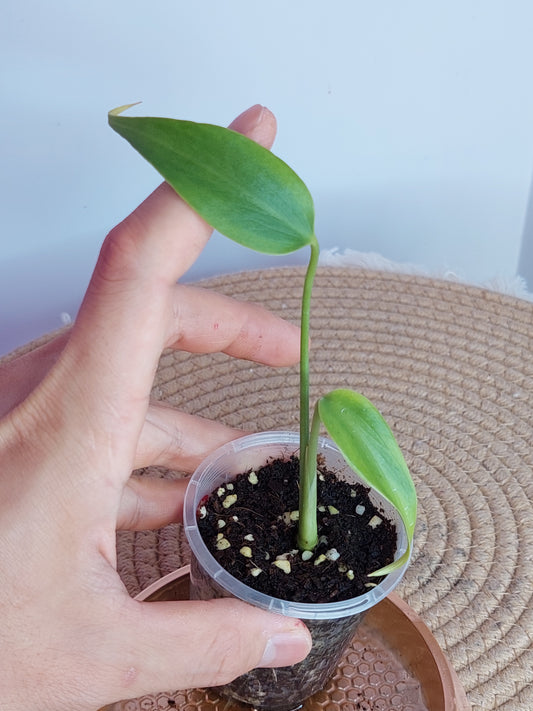 Monstera Burle Marx Flame - A