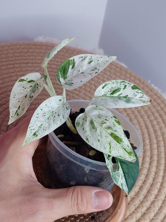 Epipremnum Pinnatum Marble - B