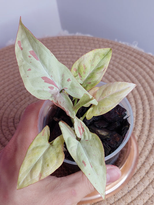 Syngonium Pink Salmon - A