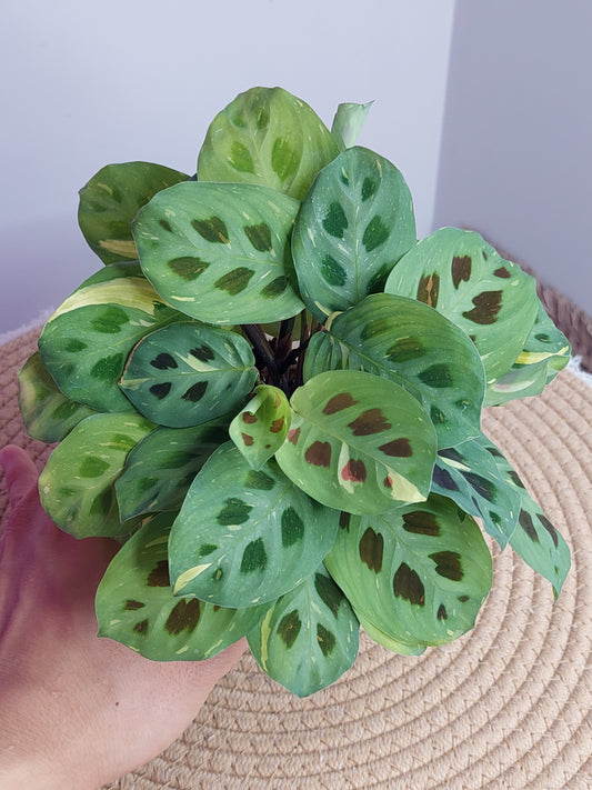 Prayer Plant(Maranta) Variegated 2