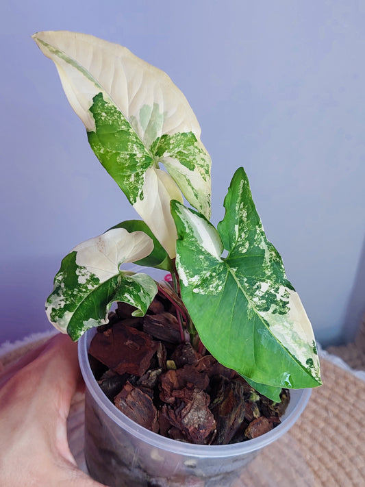 Syngonium Albo 1