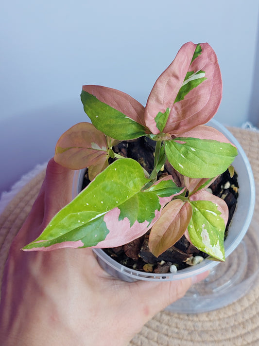 Syngonium Red Spot Tricolour 1