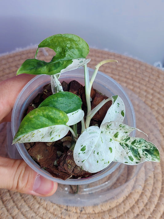 Epipremnum Pinnatum Marble 1
