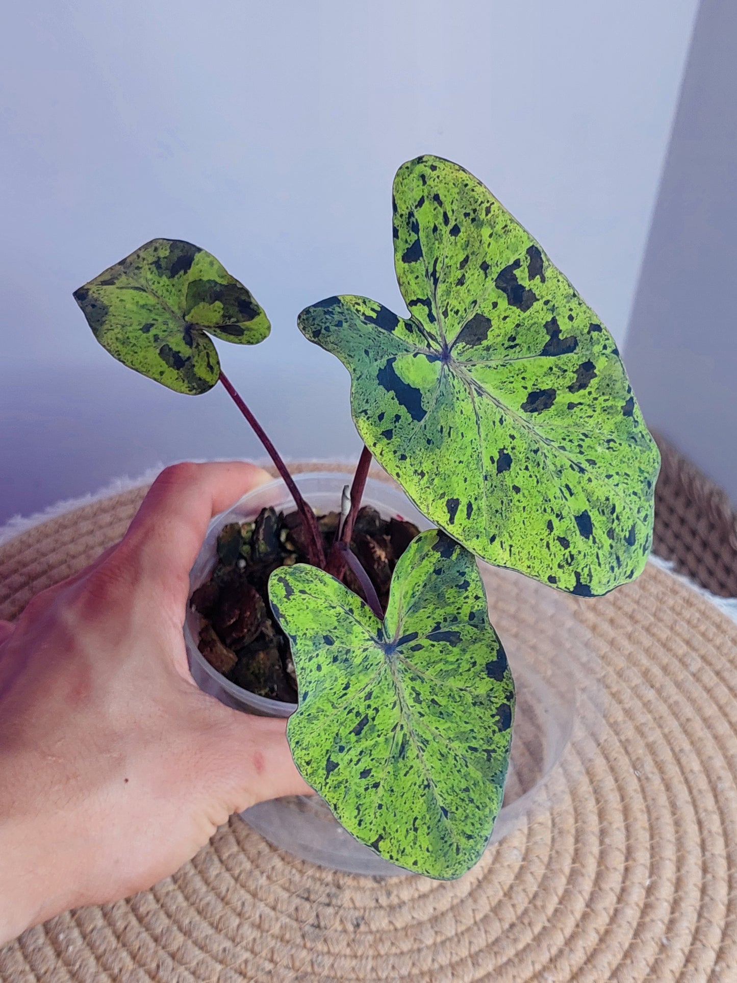 Colocasia Mojito 1