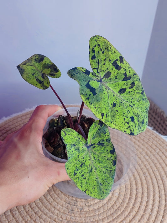 Colocasia Mojito 1