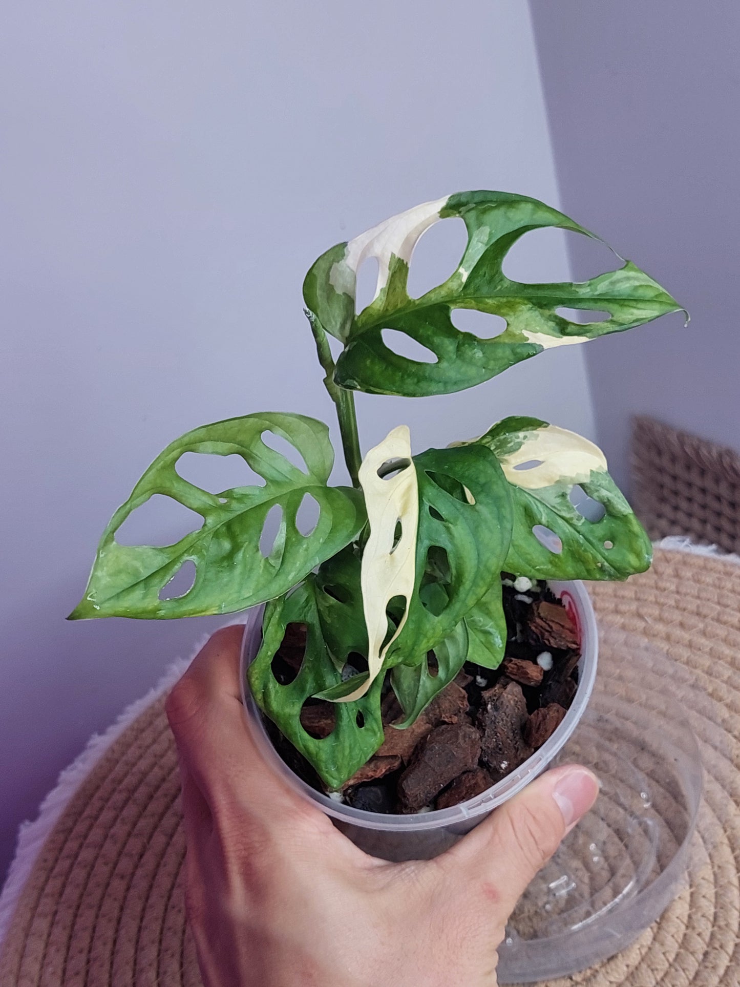 Monstera Monkey Mask(Adansonii) Variegated 2