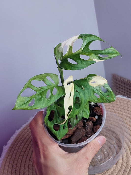 Monstera Monkey Mask(Adansonii) Variegated 2