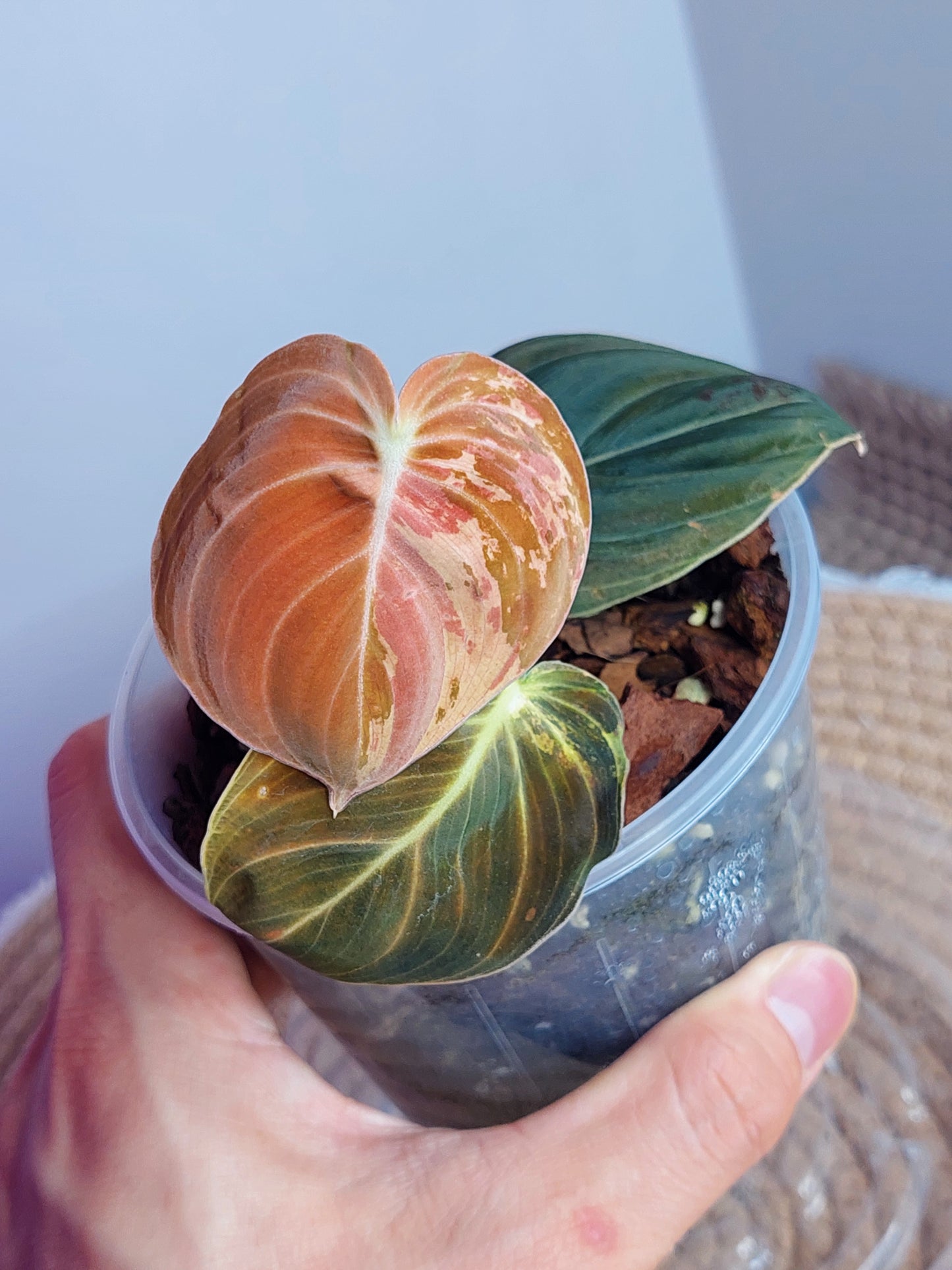 Philodendron Melanochrysum Variegated 1