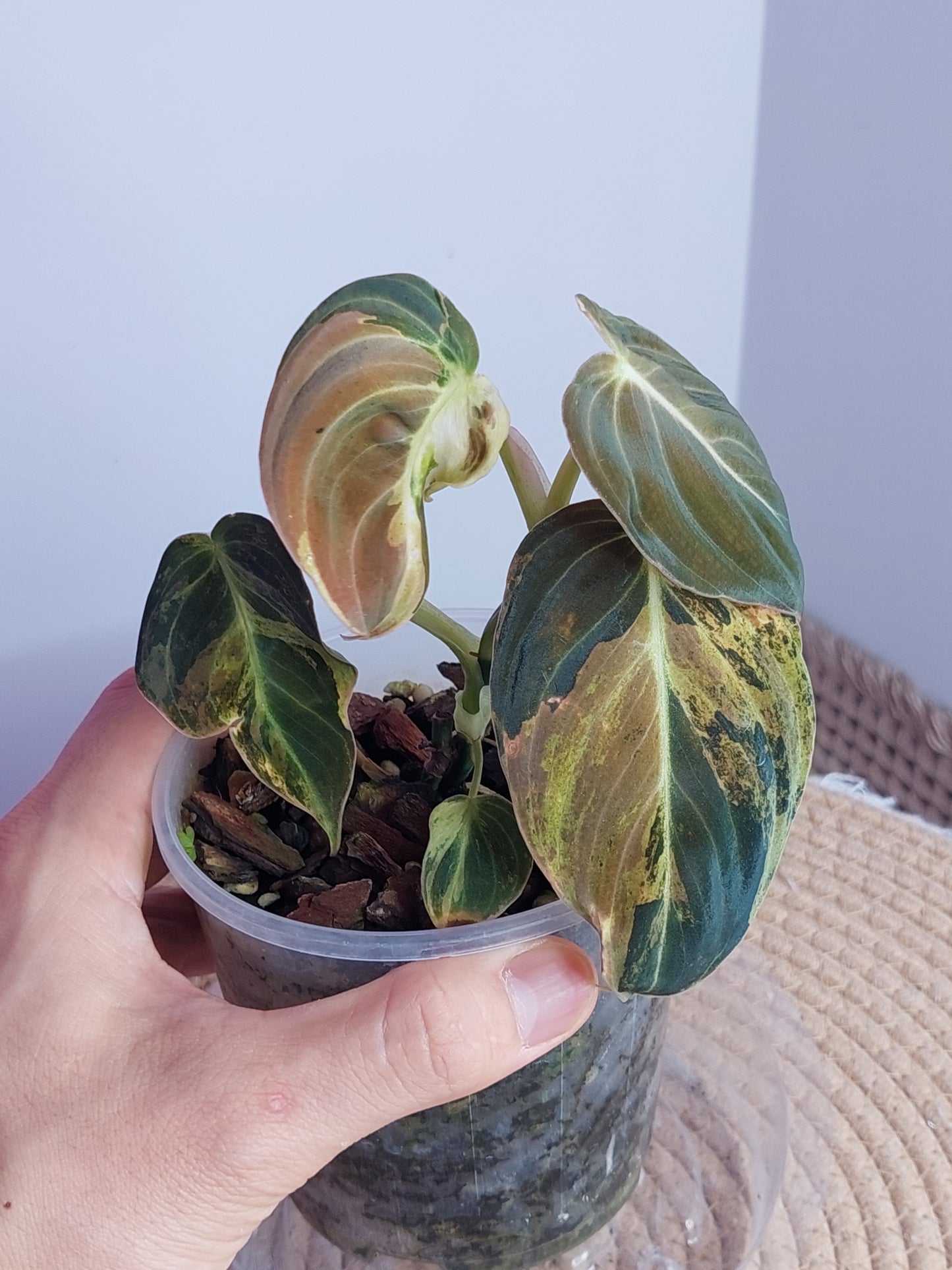 Philodendron Melanochrysum Variegated 2