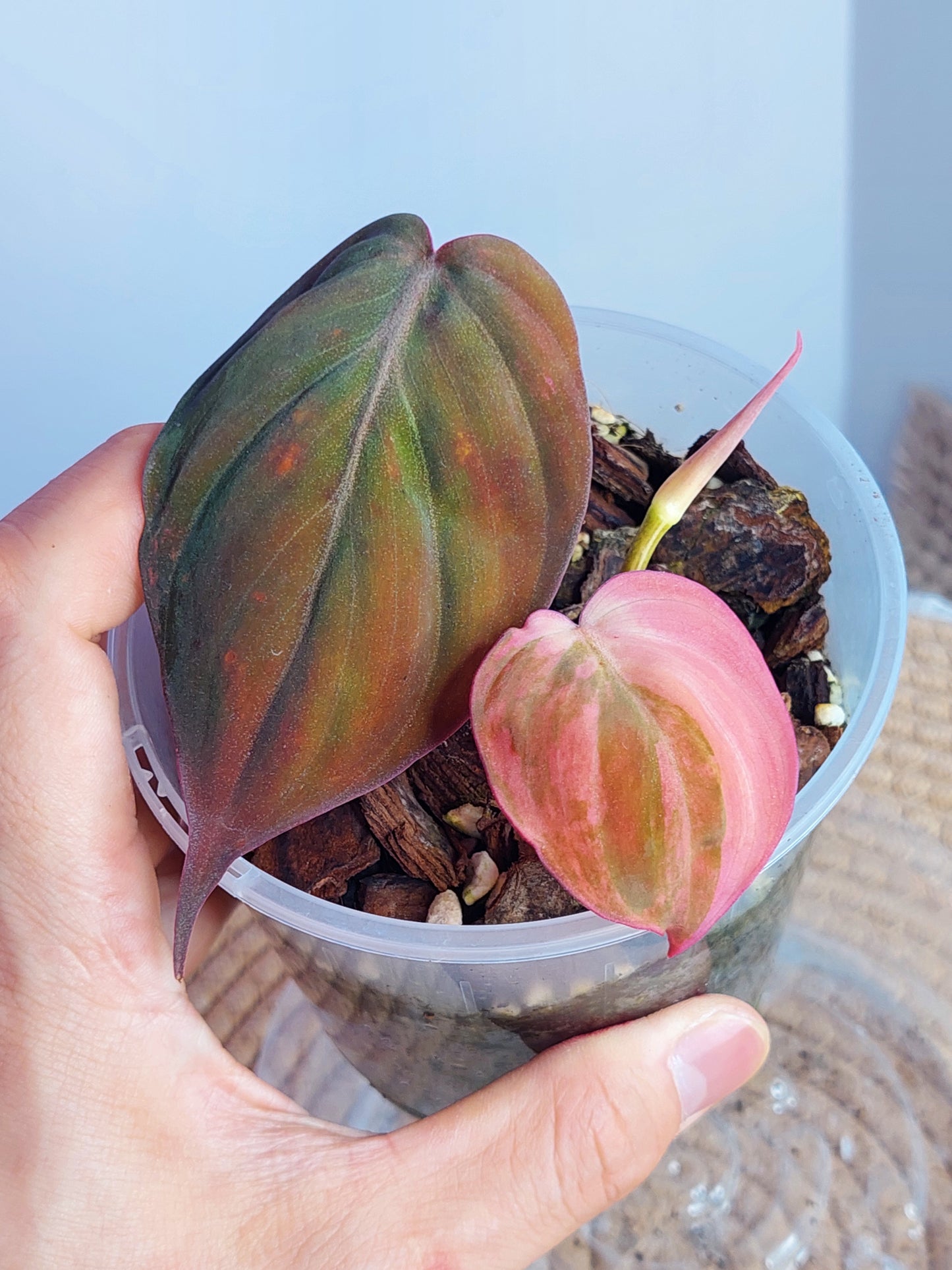 Philodendron Mican Variegated 1