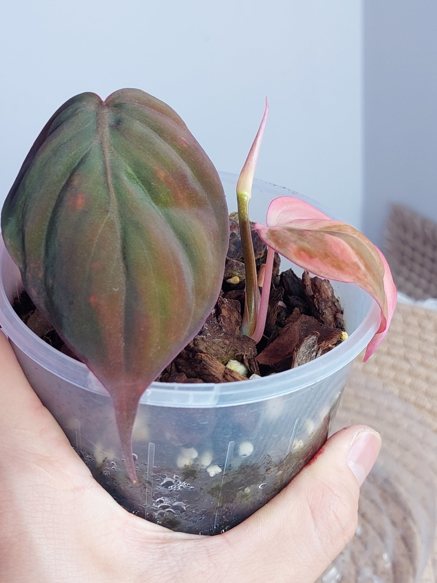 Philodendron Mican Variegated 1