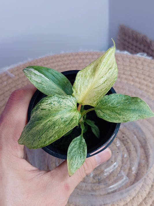 Homalomena Rubescens Mint 1