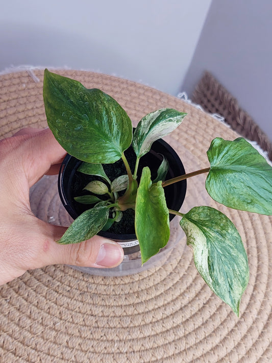 Homalomena Rubescens Mint 2