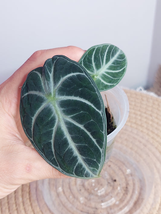 Alocasia Ninja 1