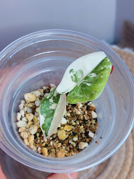 Alocasia Macrorrhiza Variegated 1