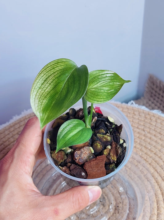Scindapsus White Monster 1