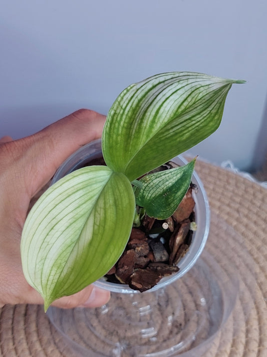 Scindapsus White Monster 3