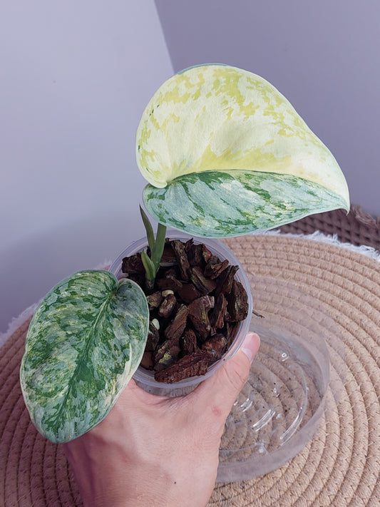 Scindapsus Exotica Variegated 1