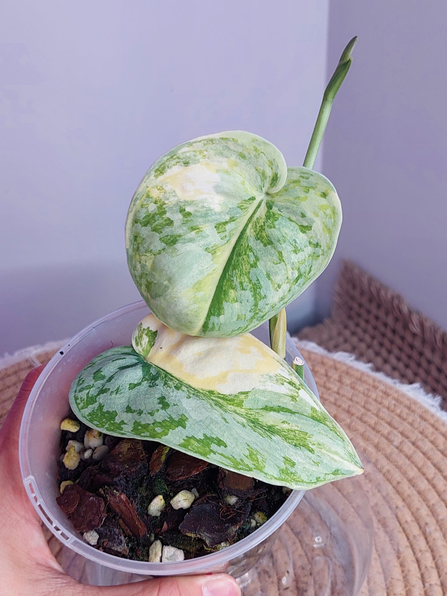 Scindapsus Exotica Variegated 2