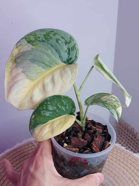Scindapsus Exotica Variegated 3