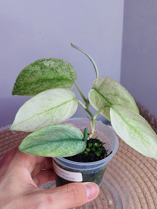 Scindapsus Jade Satin Marble 1