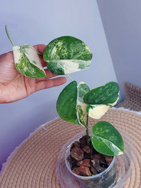 Scindapsus Mangurai Variegated 1