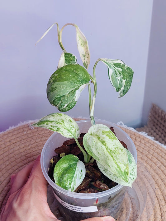 Scindapsus Silver Splash Variegated 1