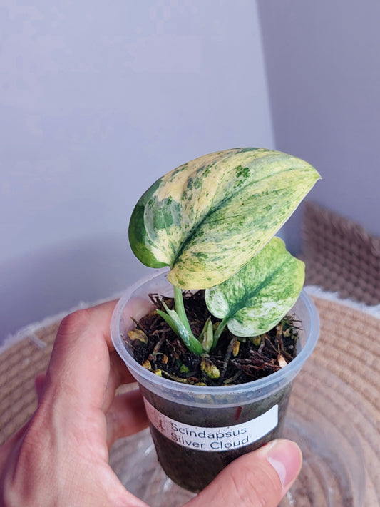 Scindapsus Silver Cloud Variegated 1