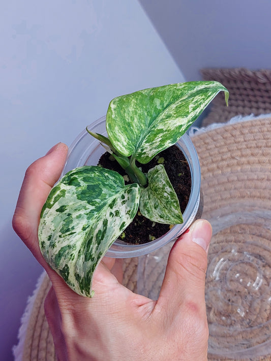 Scindapsus Creme Brulee Variegated 1