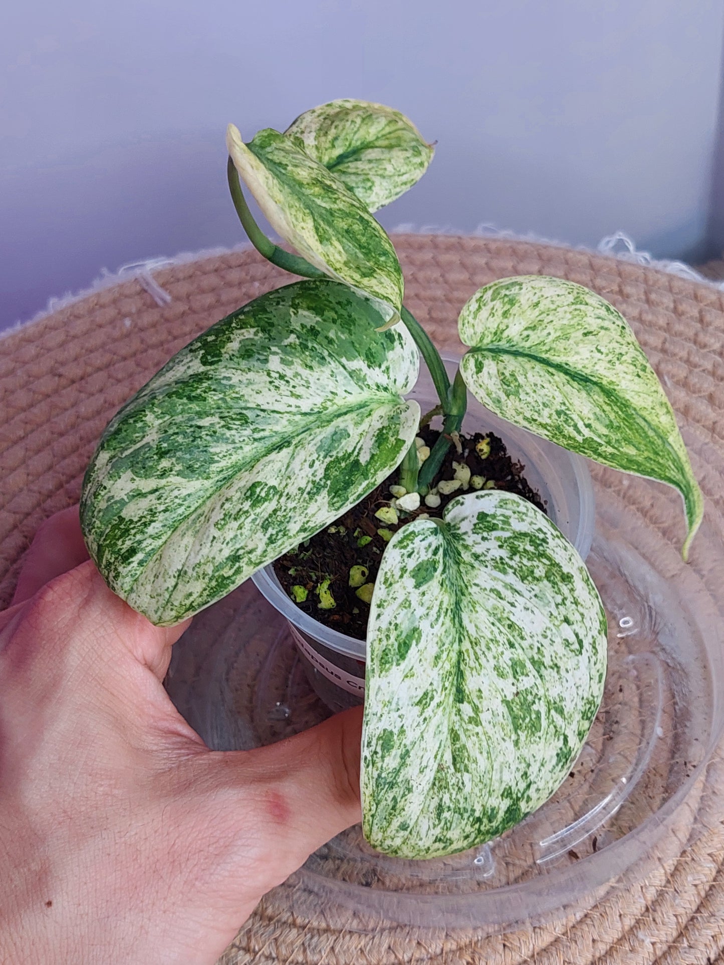 Scindapsus Creme Brulee Variegated 2