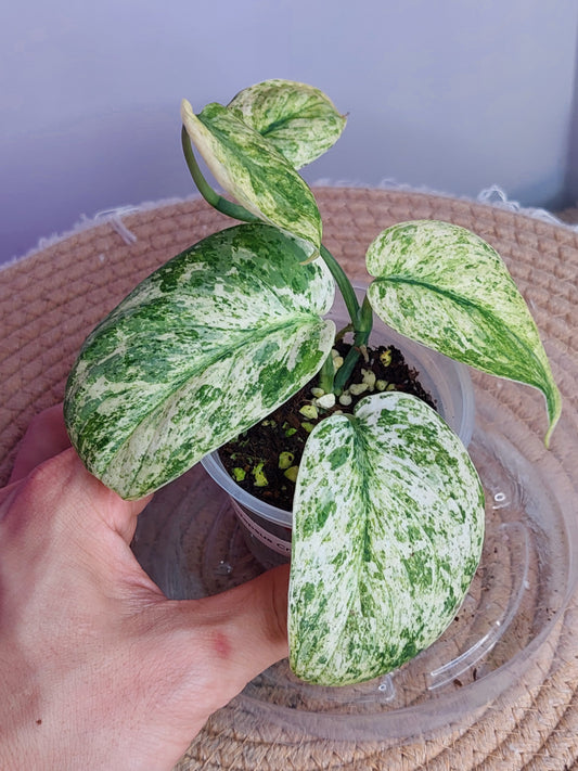 Scindapsus Creme Brulee Variegated 2
