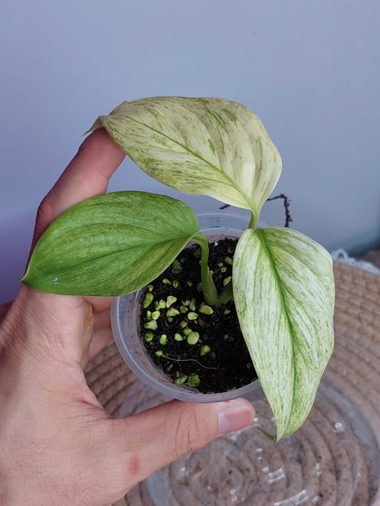 Scindapsus Longistipitatus Marble 1