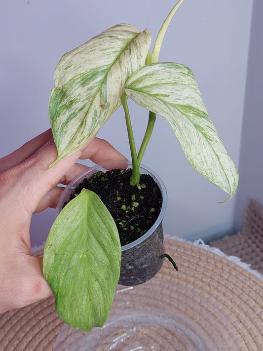 Scindapsus Longistipitatus Marble 2