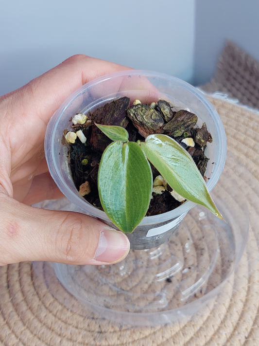 Philodendron Spiritus Sancti 1