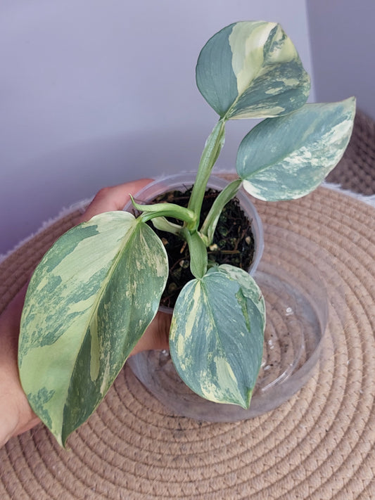 Philodendron Silver Sword Variegated 1