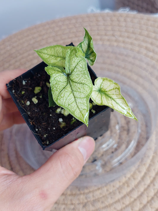 Alocasia Jacklyn Mint 1