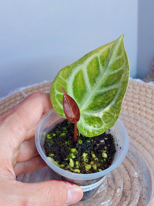 Anthurium Crystallinum Variegated 1
