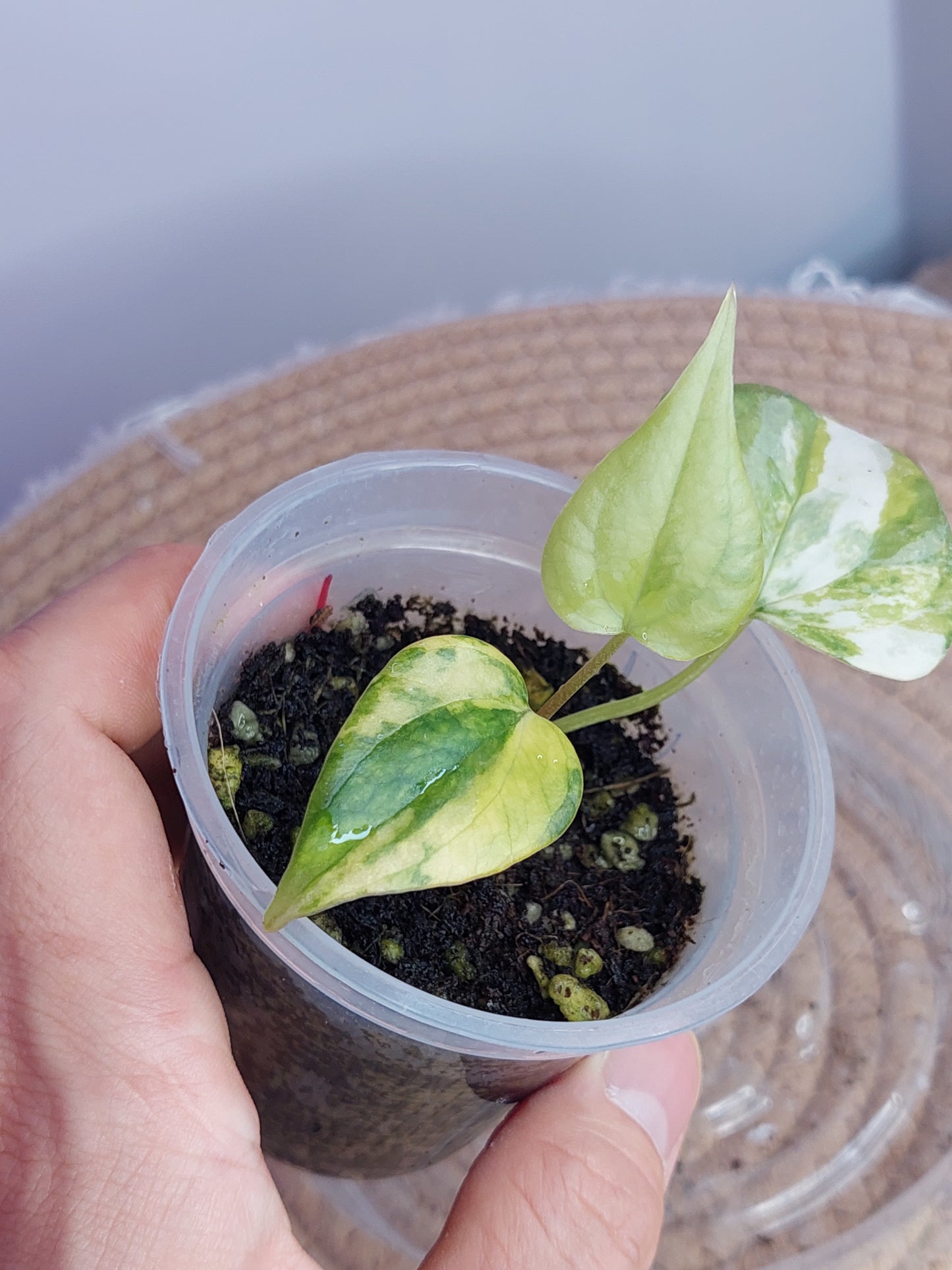 Anthurium Pterodactyl Variegated 1