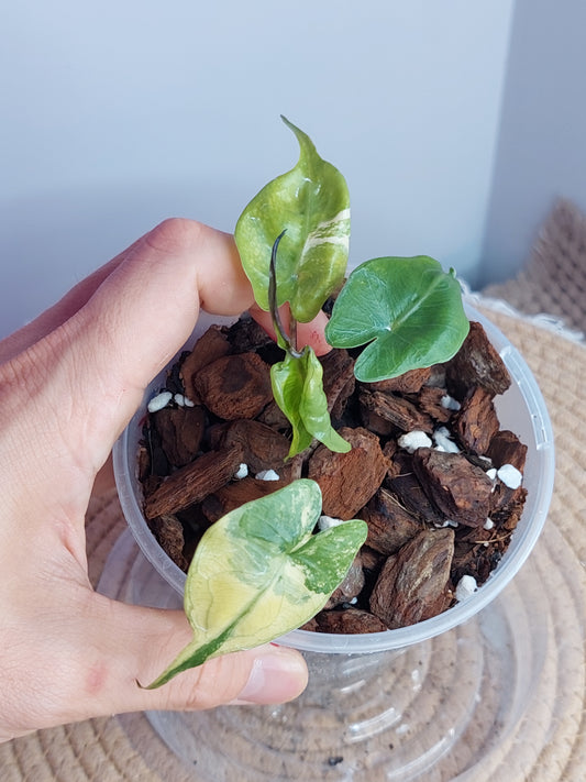 Alocasia Stingray Variegated 1