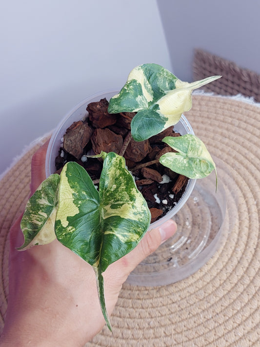 Alocasia Stingray Variegated 2